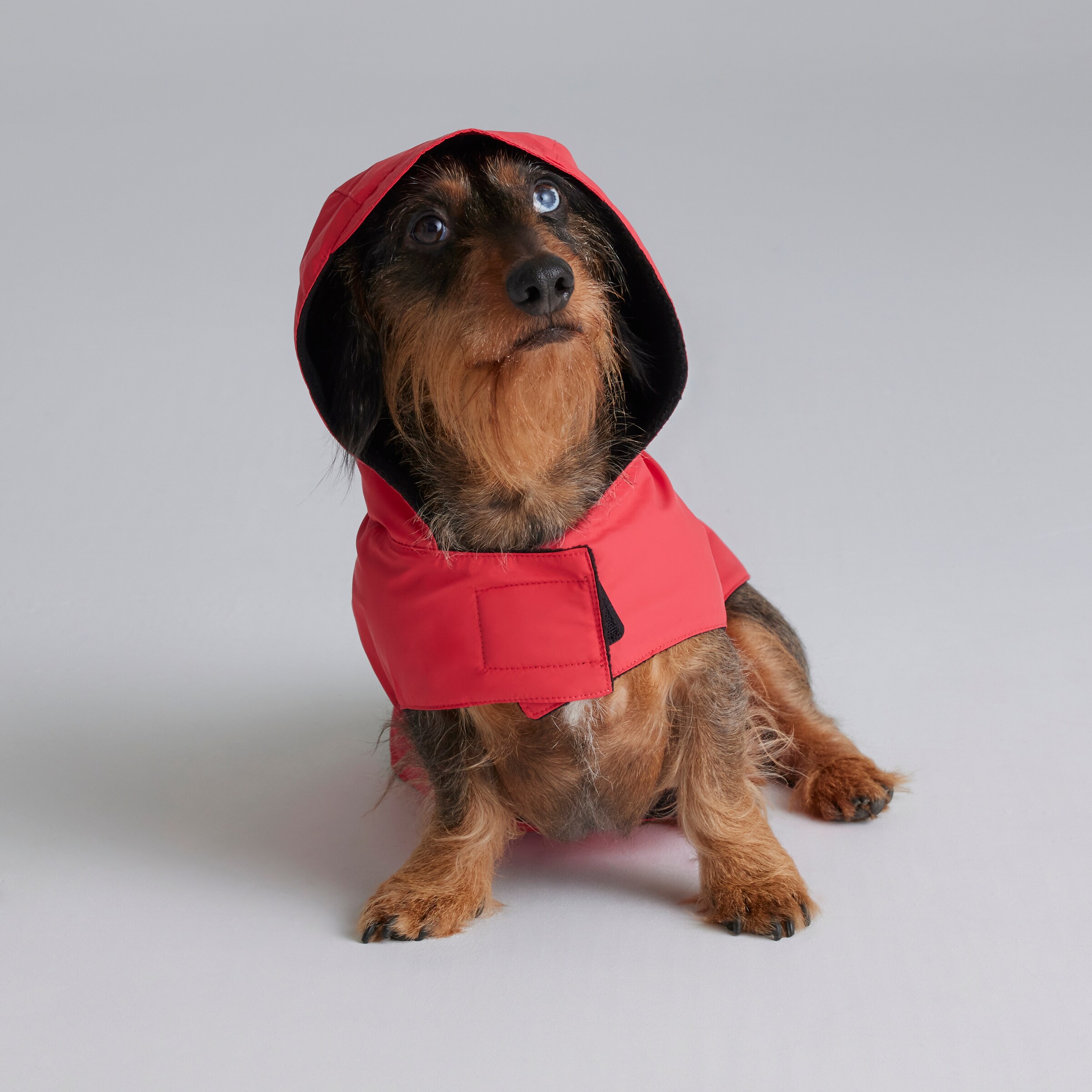 Manchester United Dog Jacket Red Red Detail [3-6]