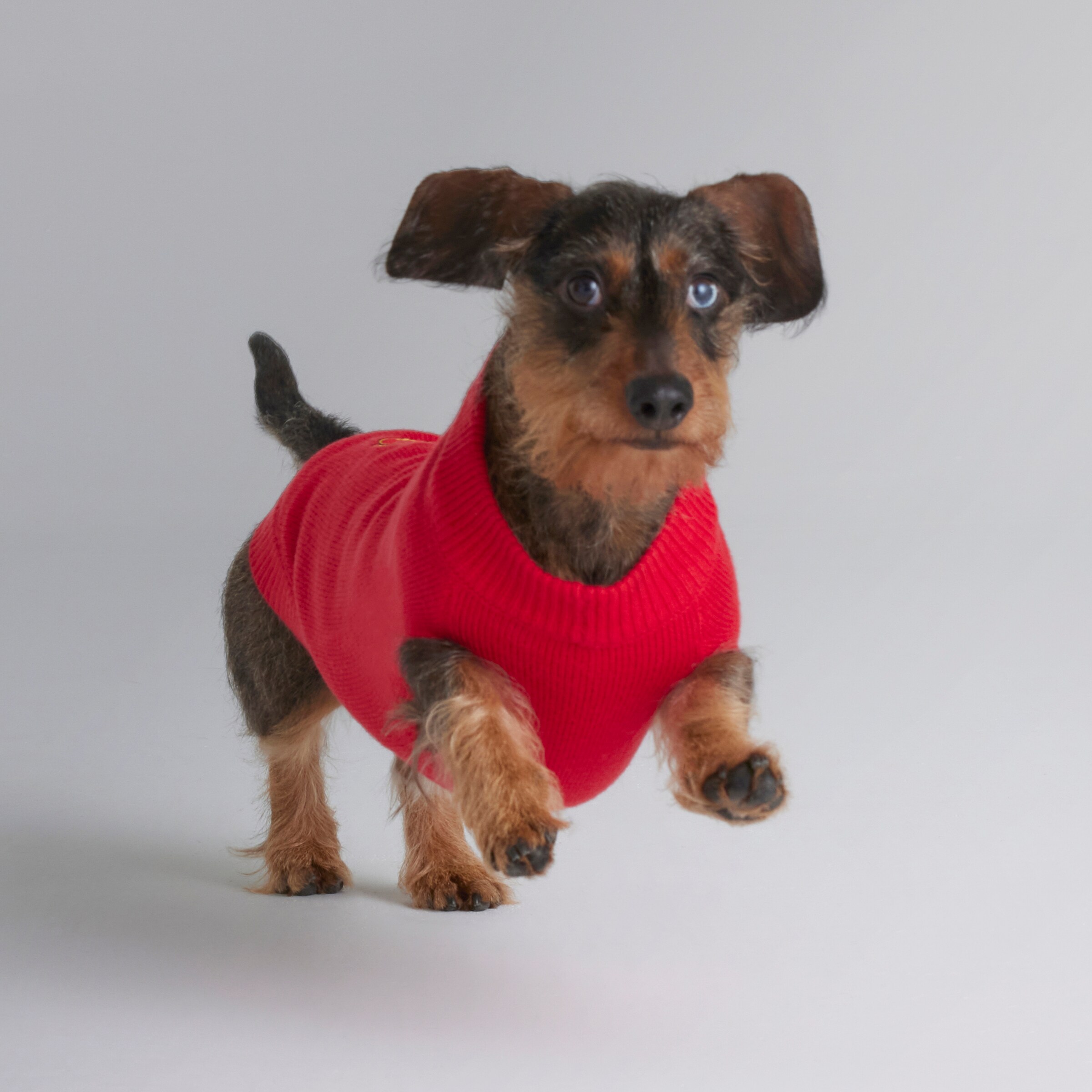 Manchester United Knitted Dog Jumper Red Red Detail [4-4]